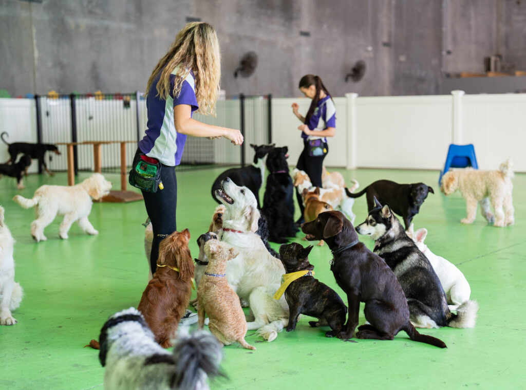 Fetch N Fun homepage